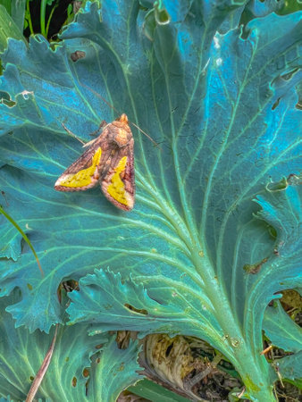 A Slender Burnished Brass moth on a leafの写真素材