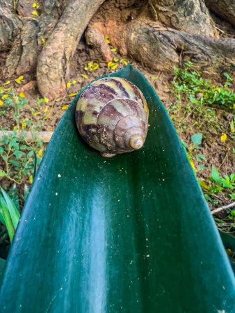 A Snail Resting on a plantの写真素材