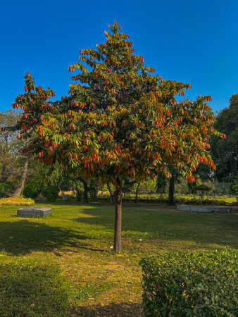 Mesua Nagassarium tree in a garden