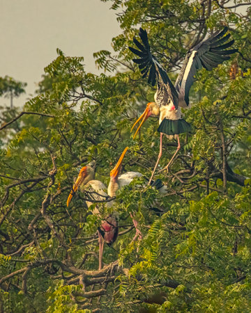 Painted Storks in fight on a treeの写真素材