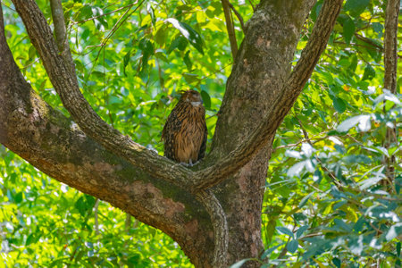 A Tawny Fish Owl sleeping on a tree