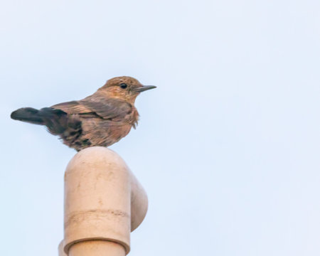 A Brown Rock Chat sitting on a pipe