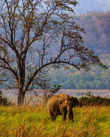 An Elephant in a grasslandの写真素材