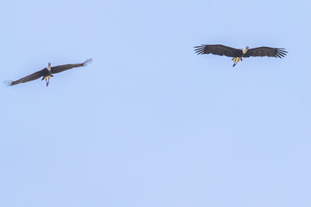 A pair of Woolly Neck Stork in blue skyの写真素材