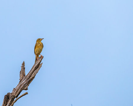 A Lark perching on a treeの写真素材