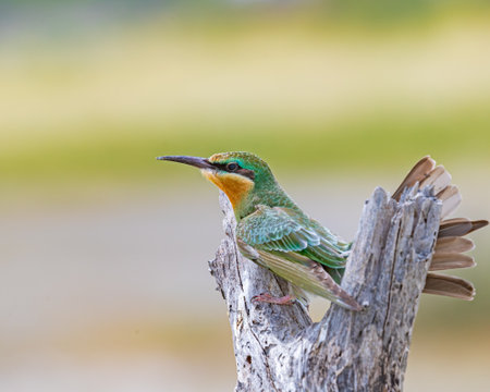 A Eurasian Bee eater perching on a tree