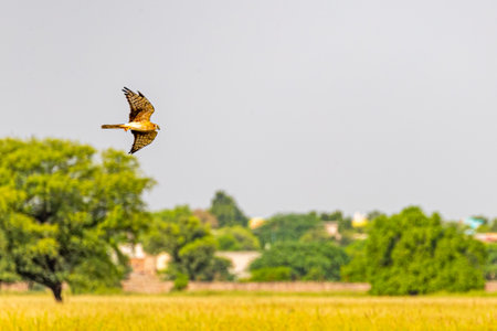 A Eagle flying over a grass landの写真素材