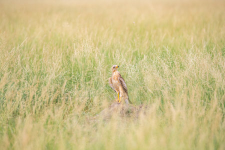 A WHite Eye Buzzard looking in ground for preyの写真素材