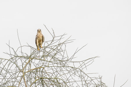 A White Eye Buzzard sitting at the top of a tree