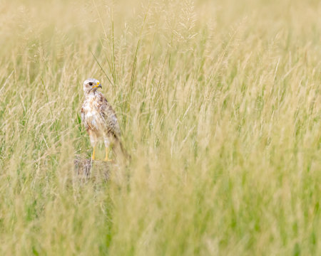 A White Eye Buzzard targeting some prey in groundの写真素材
