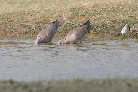 A Pair of Collar Dove having water from pondの写真素材