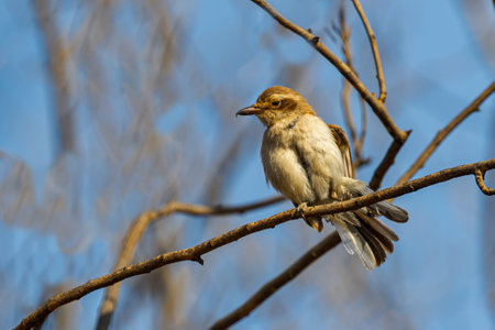 A Wood Shrike resting on a treeの写真素材