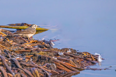 A white wagtail coming for drinking waterの写真素材