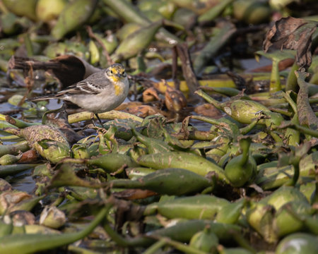 A Citrine wagtail looking strait