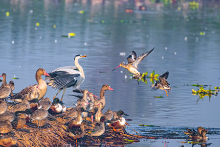 A Godwit fighting with Grey Heronの写真素材
