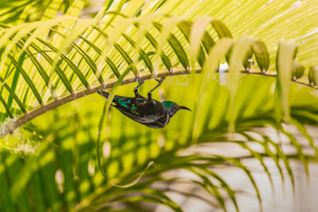 A Purple Sunbird looking for nest material