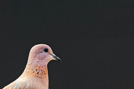 A laughing Dove close upの写真素材