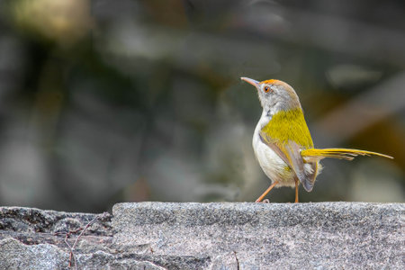 A tailor bird looking away from Cameraの写真素材