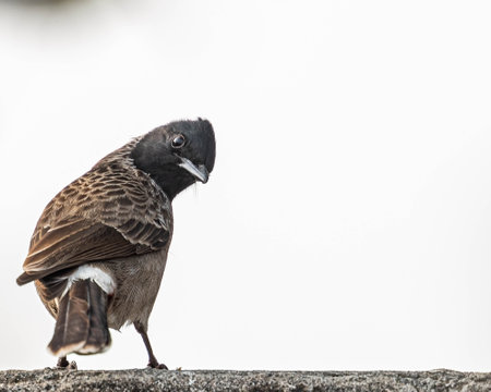 A Red Vented bulbul looking backの写真素材