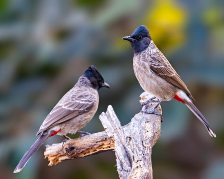 A Pair of Red vented bulbul in discussionの写真素材