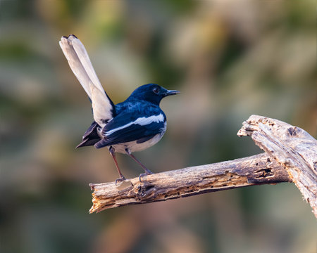 A oriental Magpie perching on a branchの写真素材