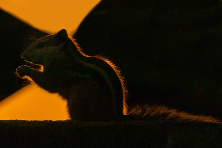 A Squirrel in yellow hour light