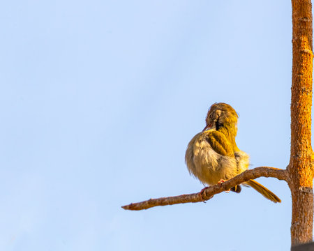 A Tailor bird preening its furの写真素材