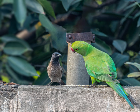 A Red vented bulbul and a rose ringed parakeet in hide and seek gameの写真素材