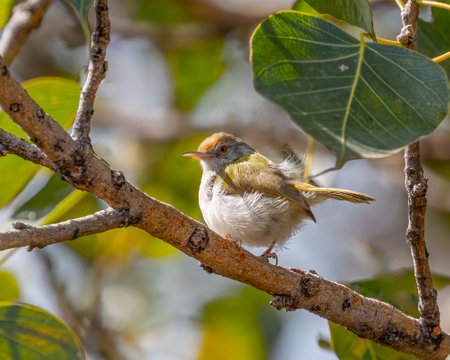 A Tailor Bird among leafs