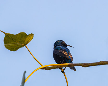 A Purple Sunbird on a tree branchの写真素材