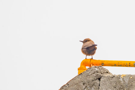 A Indian Robin looking backの写真素材