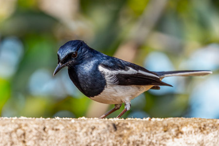 A Oriental Magpie looking down from a wallの写真素材