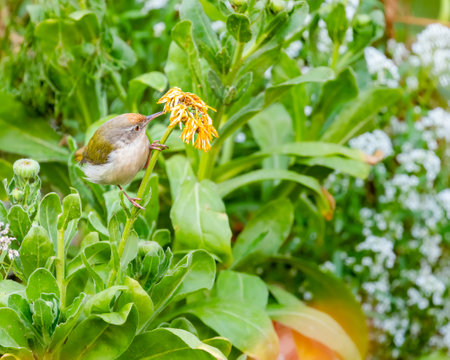 A Tailor Bird Examining a flowerの写真素材