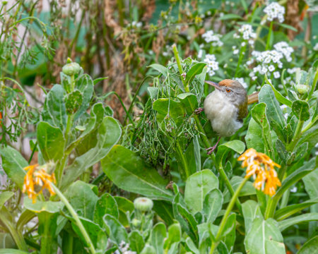 A Tailor bird enjoying the green surroundings