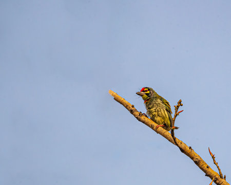 A coppersmith barbet resting on a treeの写真素材