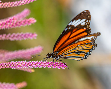 A Common Tiger Butterfly on a pink flower