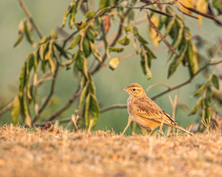 A field pipit in field searching foodの写真素材