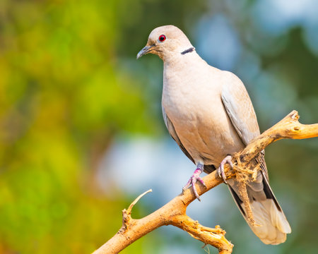 A Collar Dove resting on a treeの写真素材