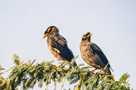 A pair of bank Myna ,not happy with each otherの写真素材