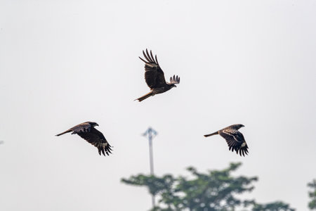 Three black kite in skyの写真素材