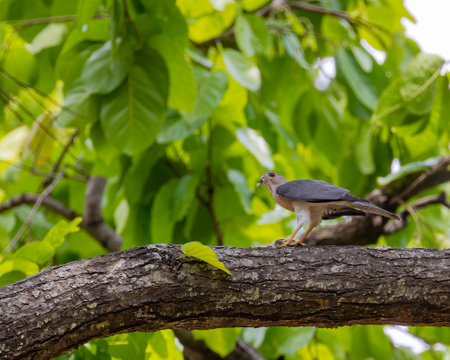 A Shikra eating its killingの写真素材