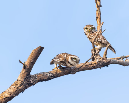 A Pair of Spotted Owl on a treeの写真素材