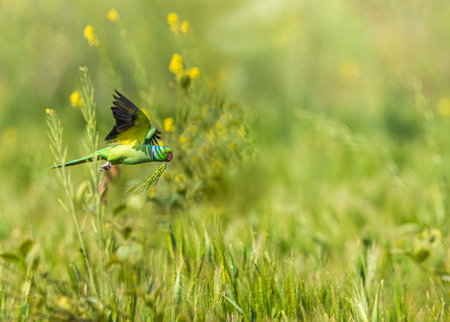 Green Bee-eater bird flying in a field of grass.
