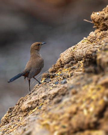 closeup shot of a beautiful bird on the ground, nature series