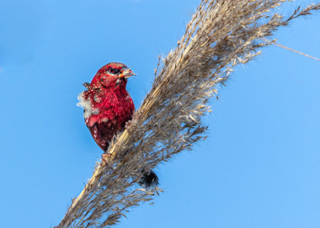 A Red Avadavat on a seed plantの写真素材