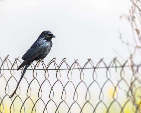A drango perching on a wire mesh