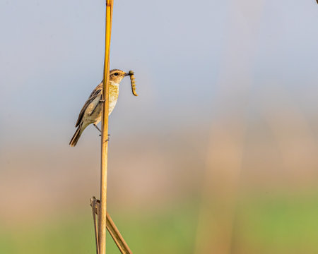 A Stone Chat with a kill