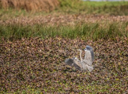 A Landing of a grey heron