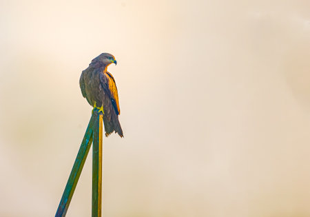 A Black Kite resting on a poleの写真素材