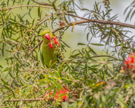 A Parakeet enjoying bottle brush flower